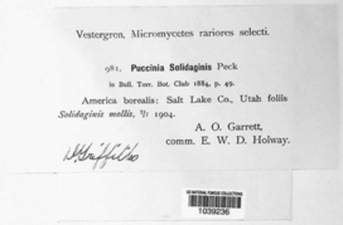 Puccinia solidaginis image